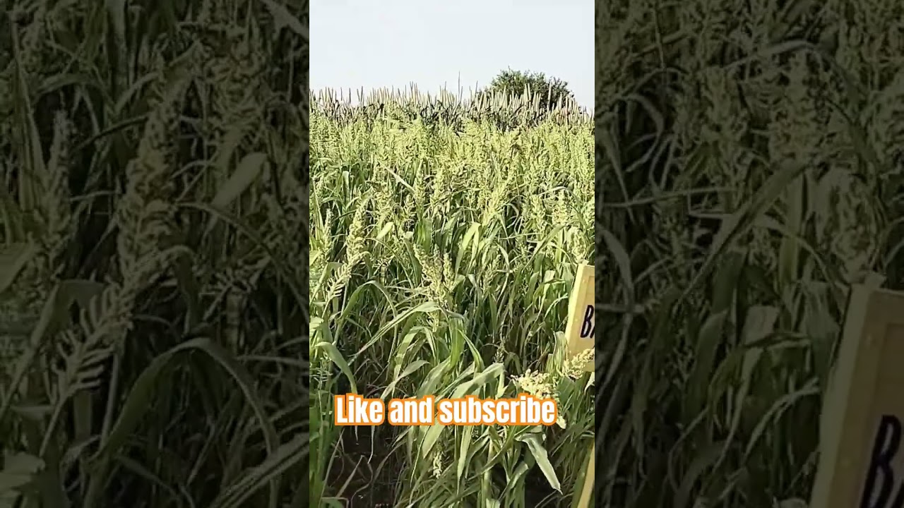 barnyard millet #viral #agriculture #farmers #millet