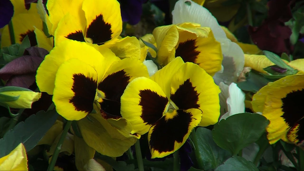 Hardy Ideas: Pansies