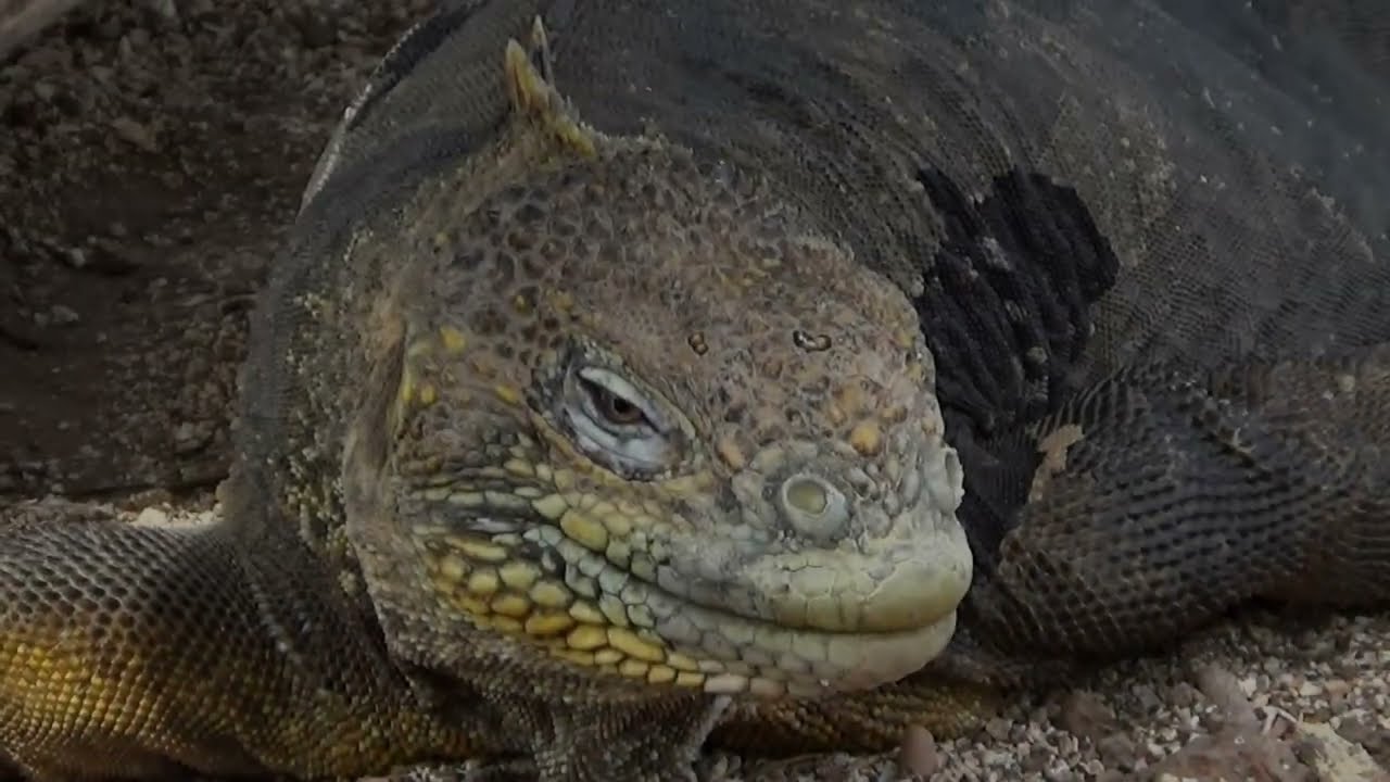 exploring galapagos