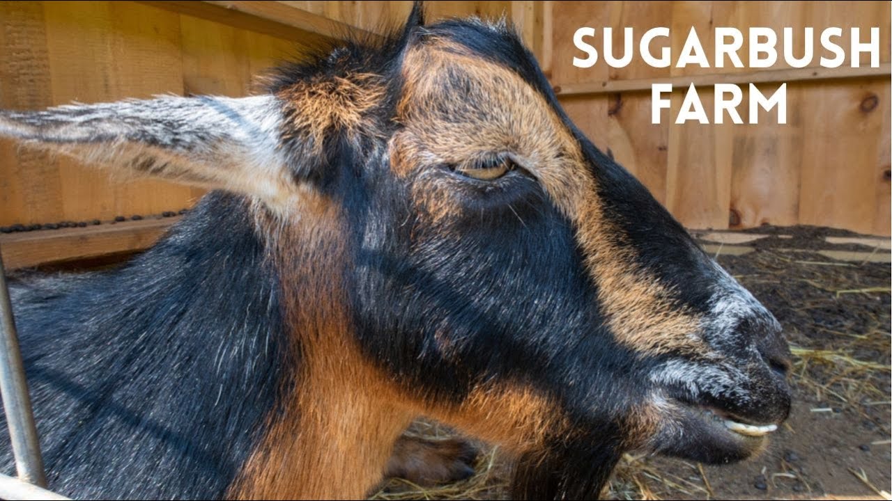 Sugarbush Farm: Maple Syrup and Aged Cheese Tasting | VERMONT TRAVEL VLOG