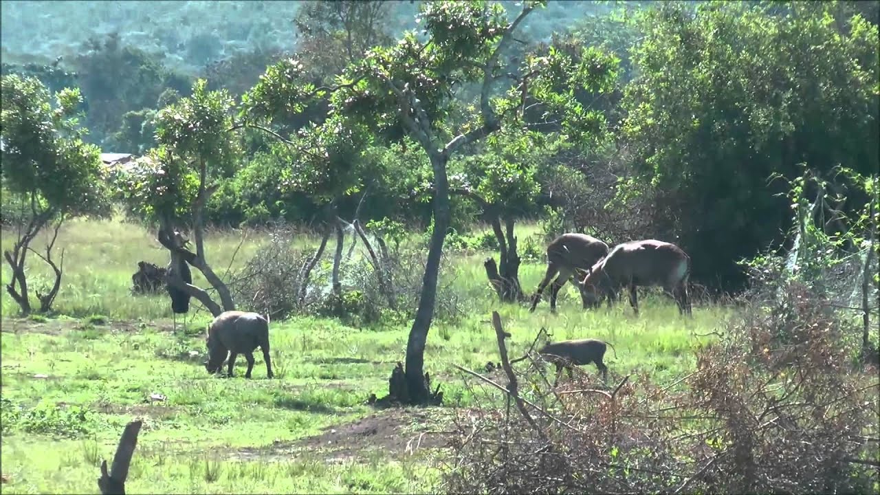 Unique Uganda