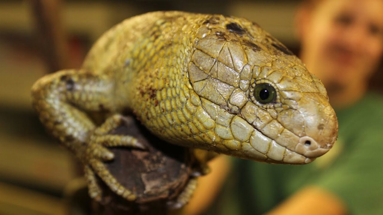 Zoo School Live! - 3.25.21 - Prehensile-tailed Skinks