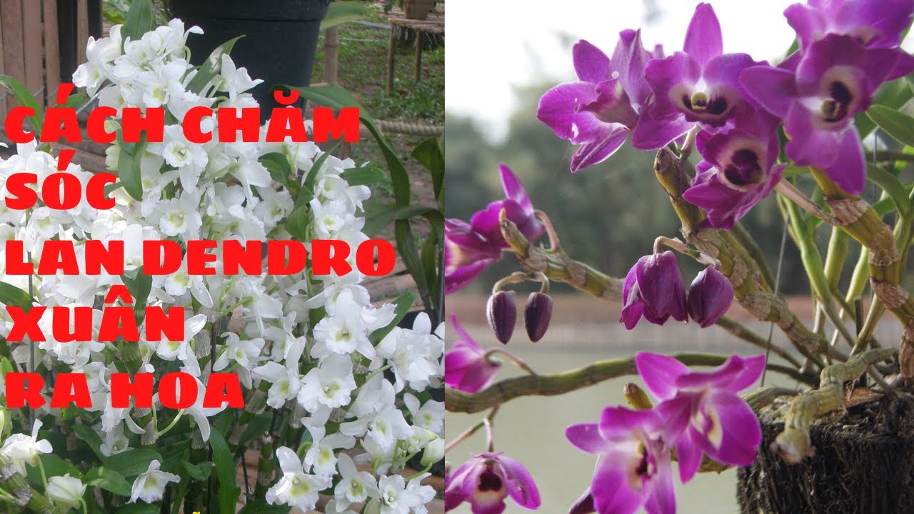 C&aacute;ch chăm s&oacute;c lan dendro xu&acirc;n ra hoa