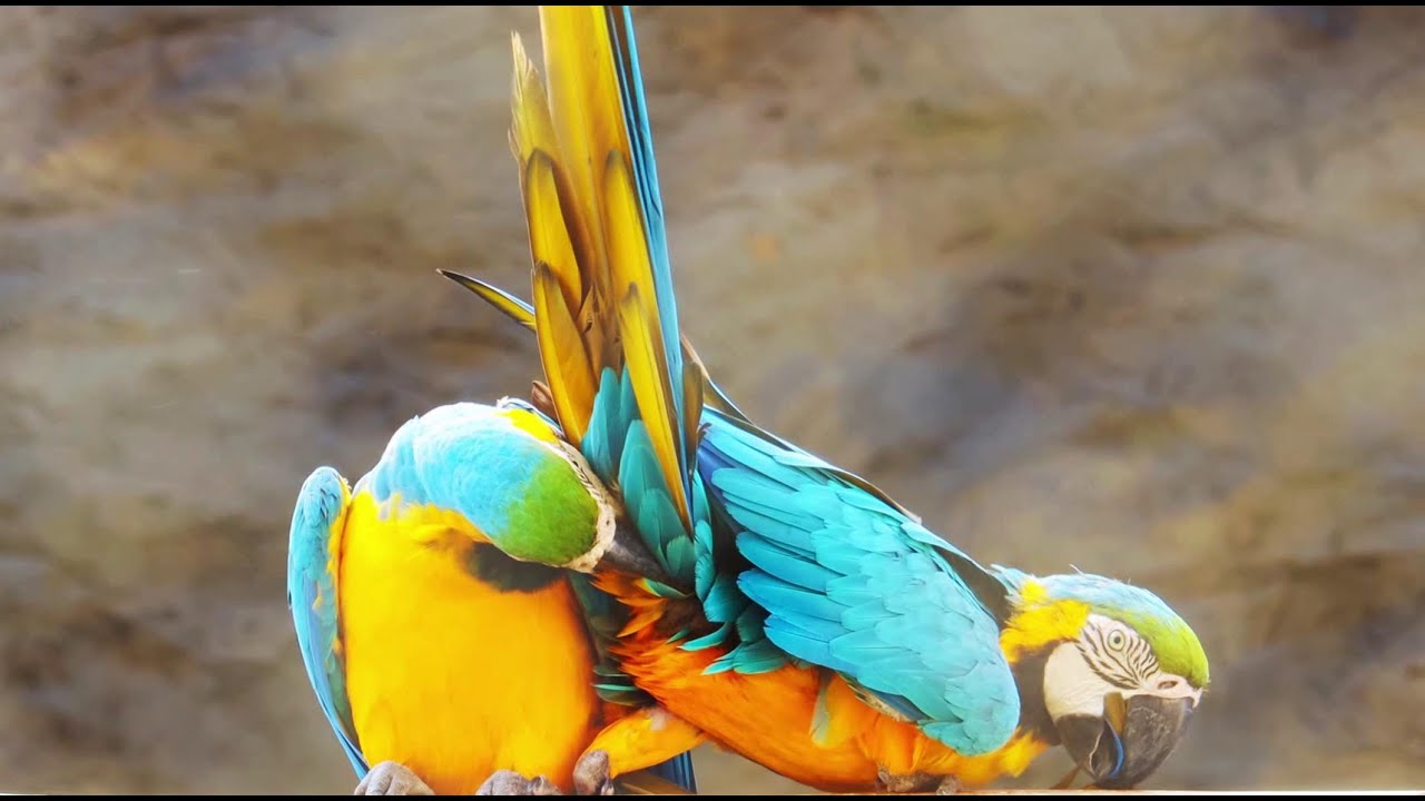 Colorful Macaw Parrots Mating | Wild & Nature Sightings 4K