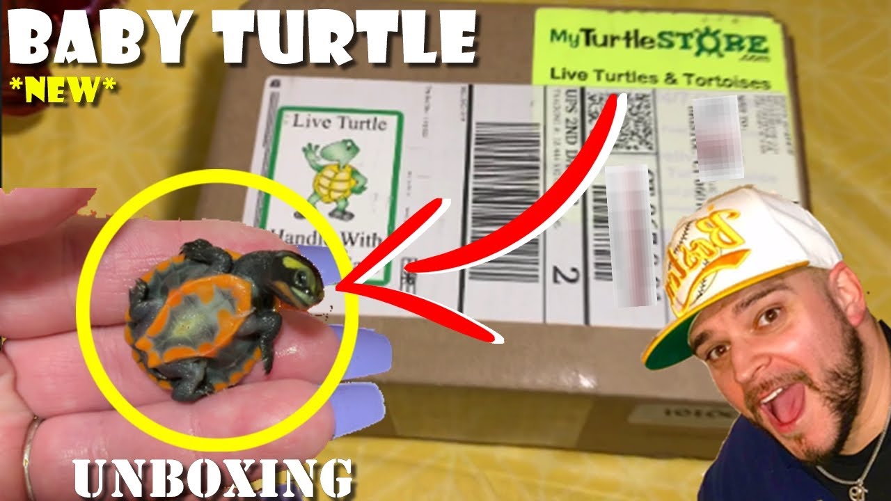 New BABY TURTLE UN-BOXING! (Pink Belly Sideneck)