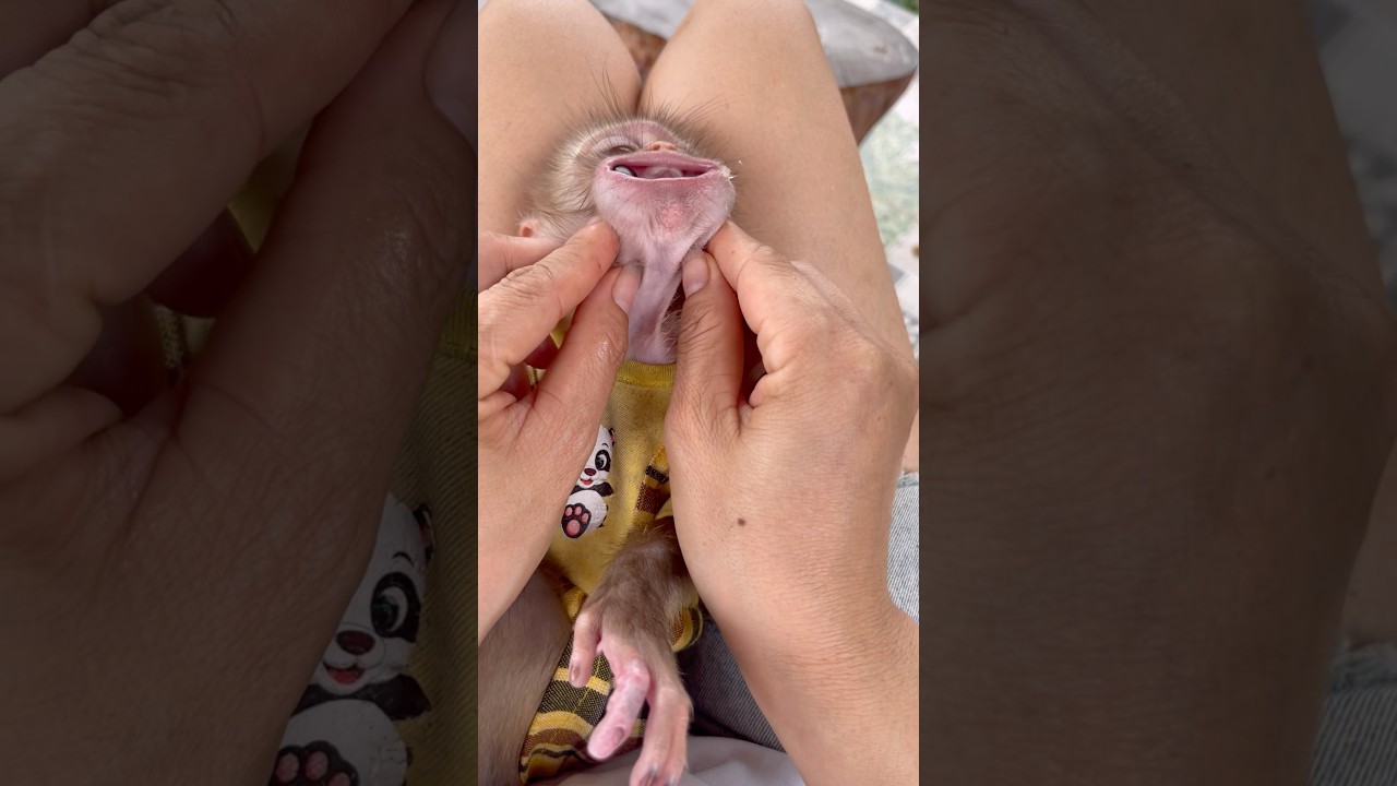 Mom needs to get that seed out to protect baby monkey Susu.😤