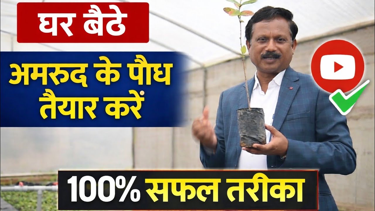 अमरूद की ग्राफ्टिंग तकनीकी | घर बैठे अमरूद के पौध तैयार करें |100% सफल तरीका | Guava Plant Nursery