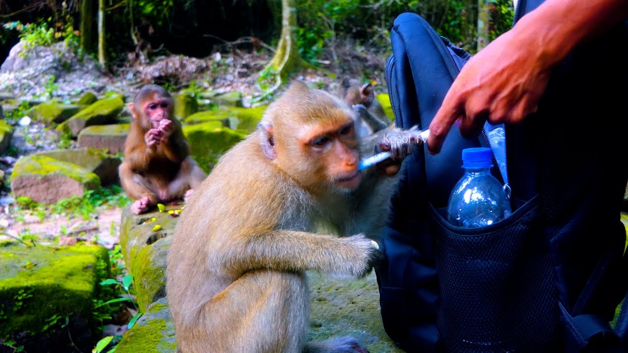 Baila stays with Rainbow and big poor female monkey Baila is kind and happy with all new friends...