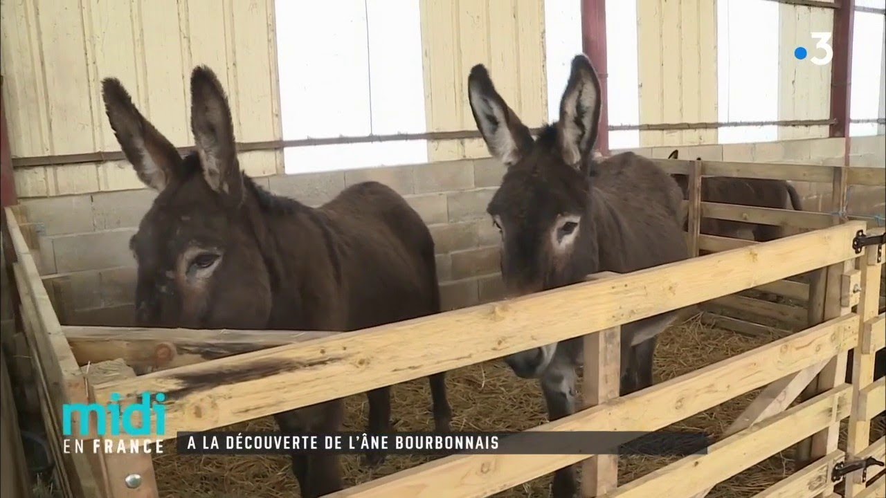 À la découverte de l'âne bourbonnais