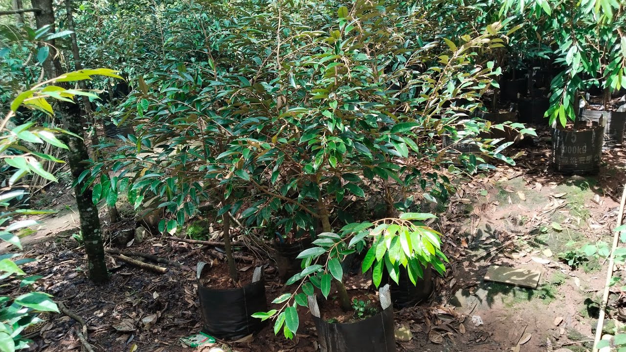 kegiatan rutin penyiraman bibit durian