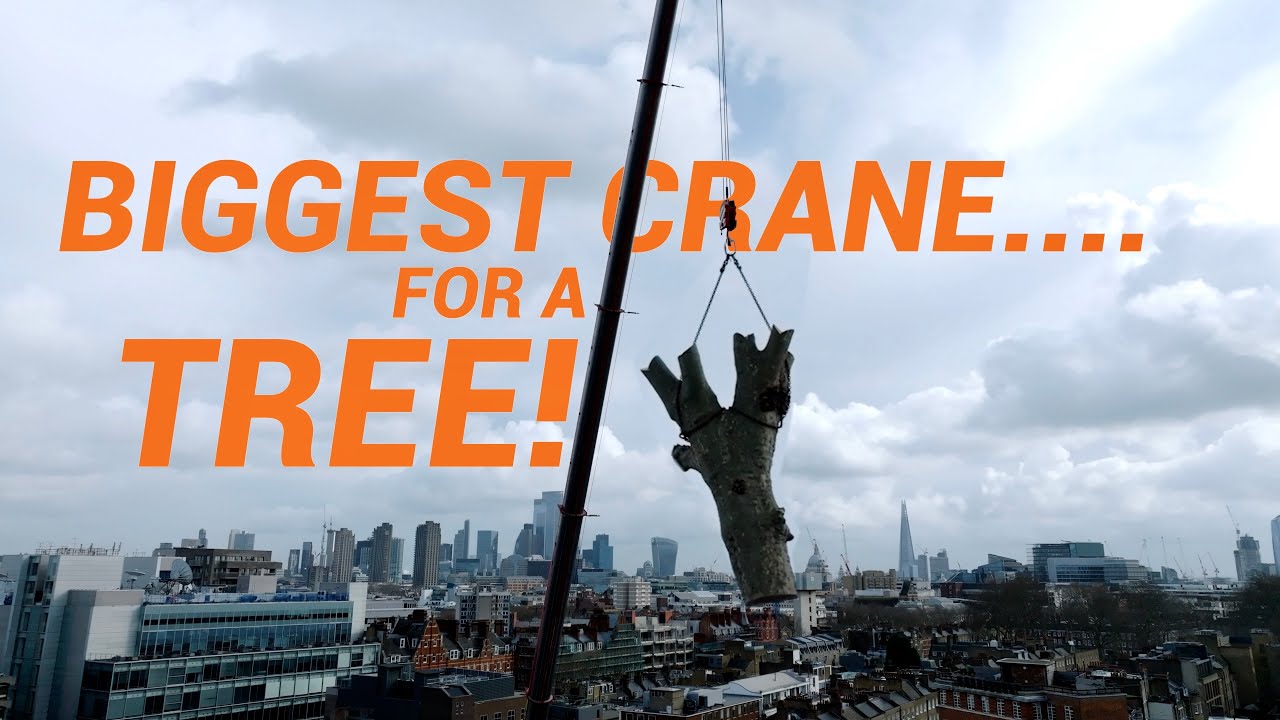 London Crane Tree Removal