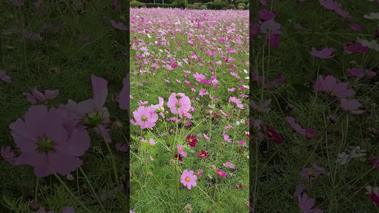 風の章 – Whispers in the Wind｜atelier-fleur