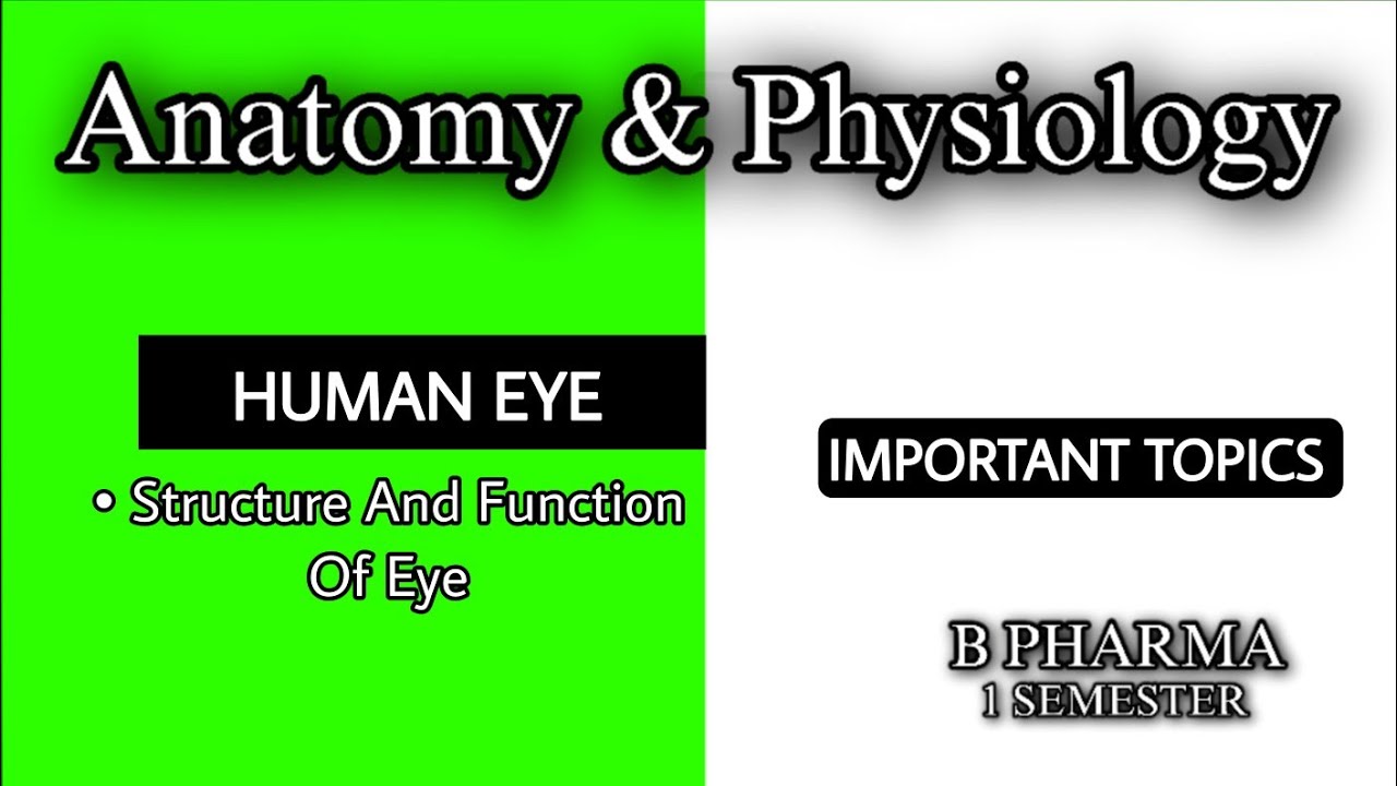 HUMAN EYE | MOST IMPORTANT TOPIC | SENCE ORGANS | UNIT 4 | ANATOMY AND PHYSIOLOGY | SEM1 | B PHARMA
