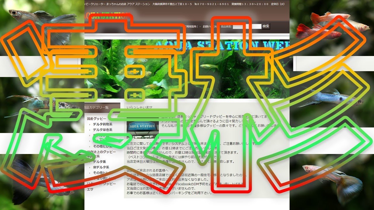 【語り】グッピー好きにはたまらない、化け物レベルの通販サイトが発見された件！アクアステーション【ふぶきテトラ】