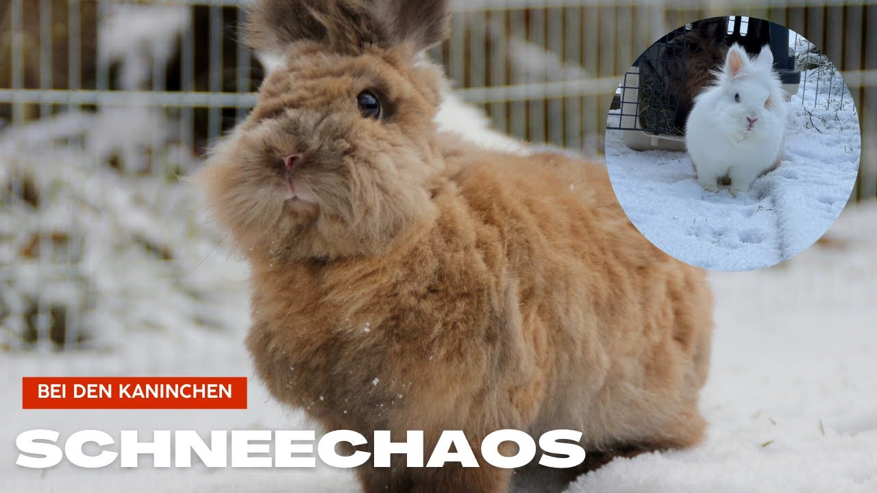 Schneechaos❄️🐰 Winteralltag mit Kaninchen