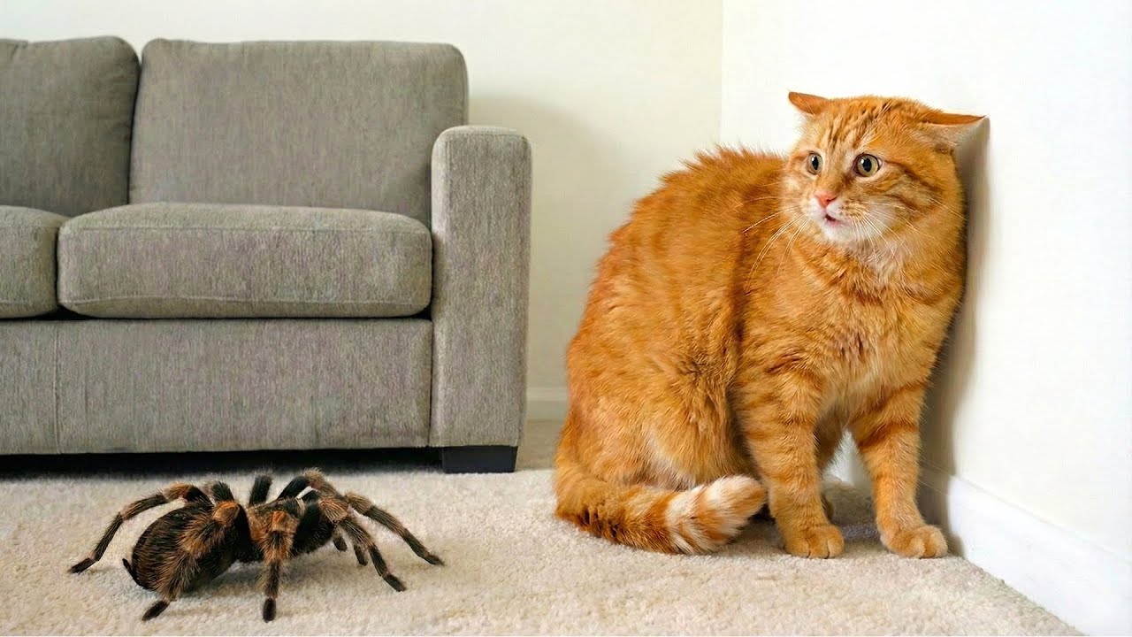 Funniest Cat and Animal Encounters 😂 | Hilarious Animal Compilation