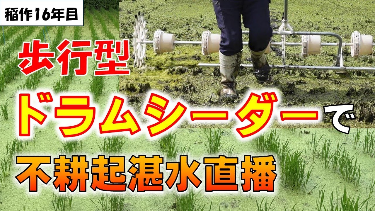 【省力的な米づくり】小さな田んぼに便利！歩くだけで、綺麗に筋撒きができるドラムシーダー