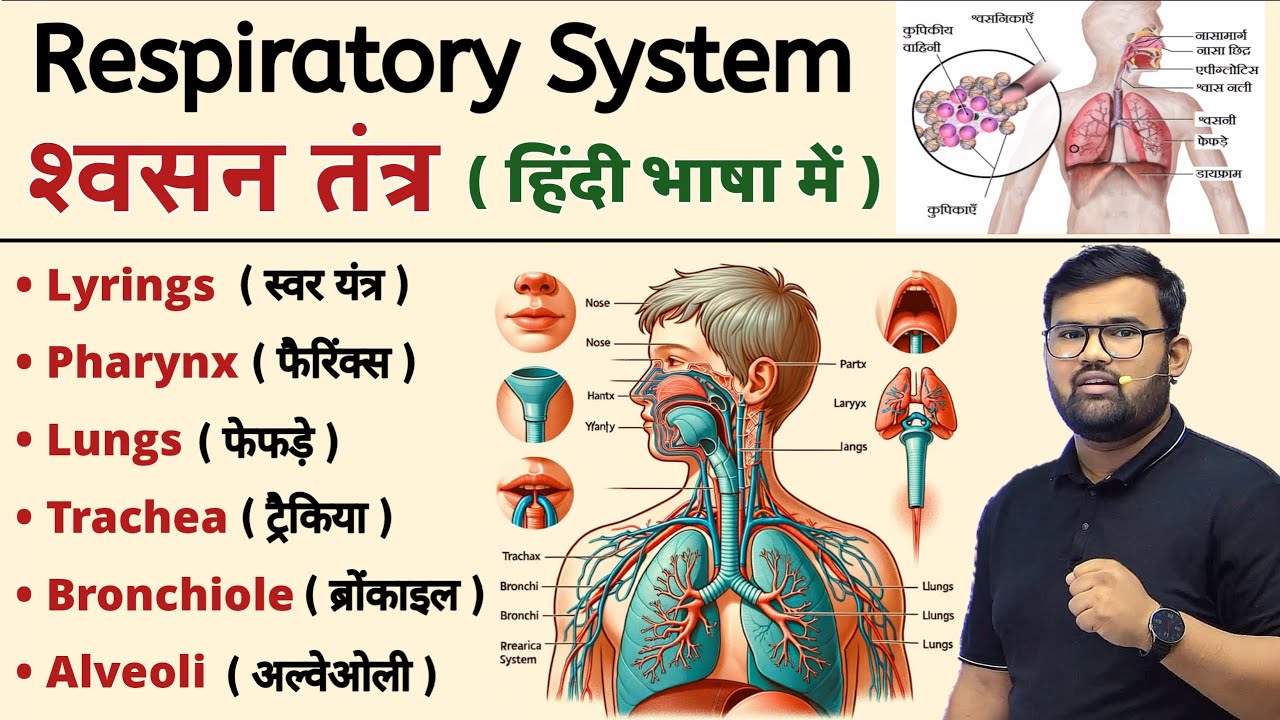 श्वसन तंत्र | Respiratory System | Anatomy and Physiology | Lungs | Trachea | Alveoli | Respiration