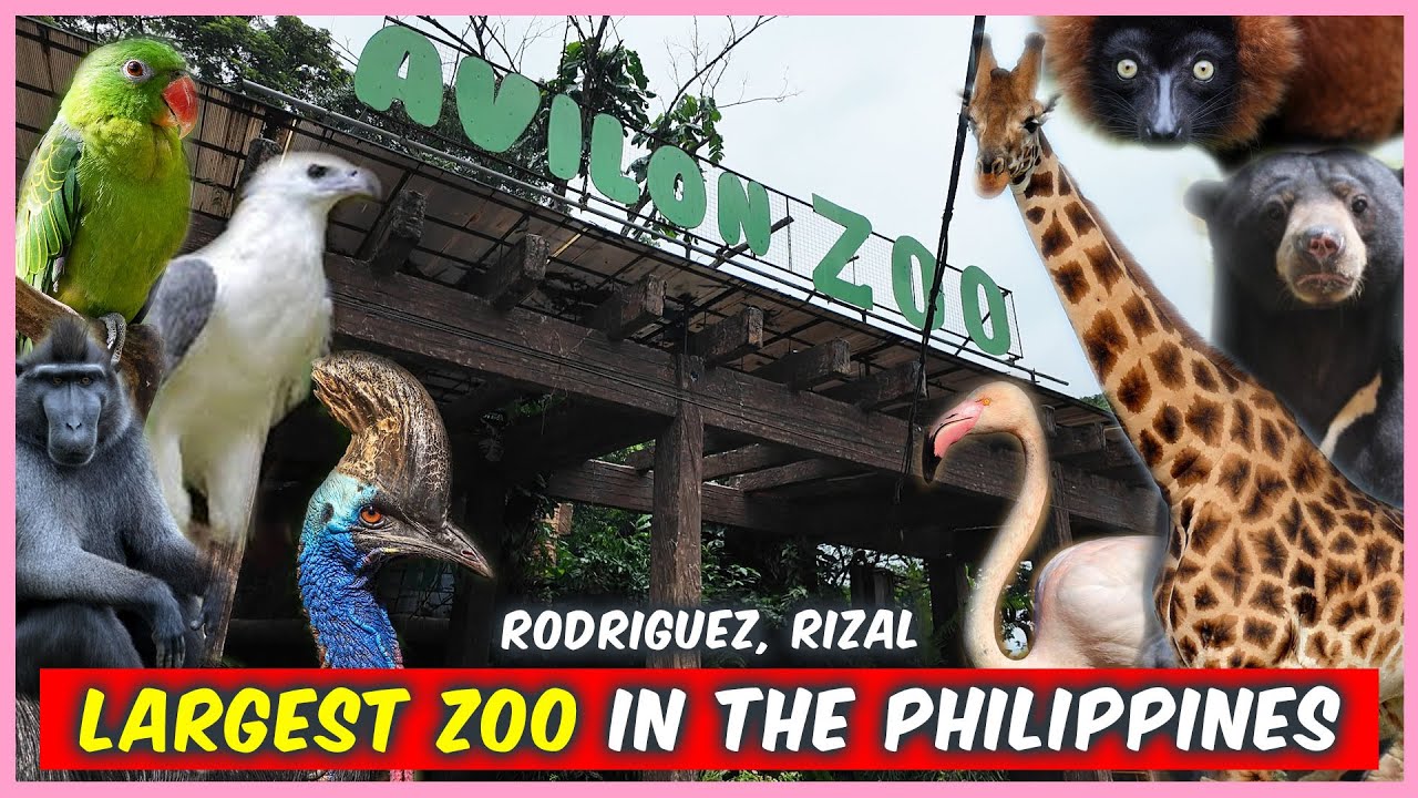 AVILON ZOO 2025 | Visiting the LARGEST ZOO in the PHILIPPINES near METRO MANILA | Full Walking tour