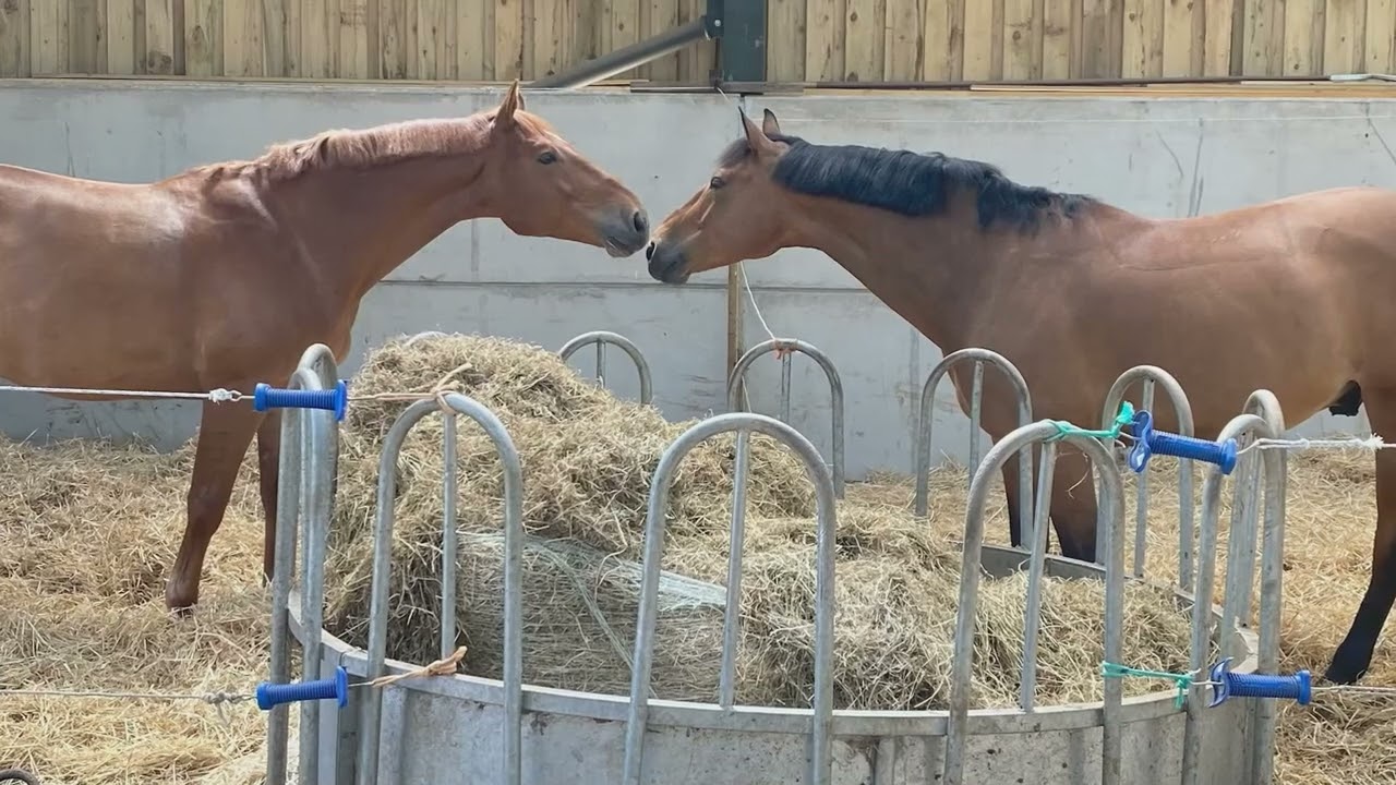 Press briefing and discussion regarding Social licence and the involvement of horses in sport