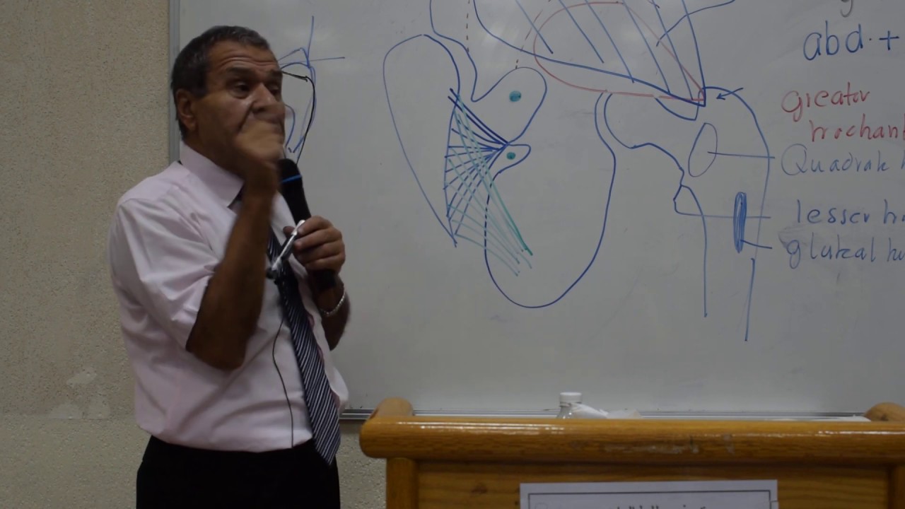 Anatomy- Gluteal Region - P.Wagih - Part 1