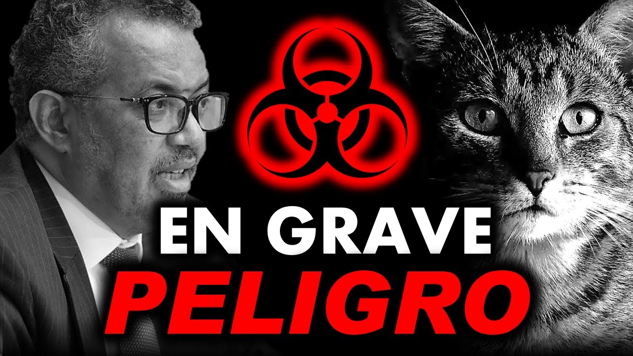 ES MUNDIAL ⚠️ MILLONES DE GATOS VAN A MORIR POR VIRUS H5N1