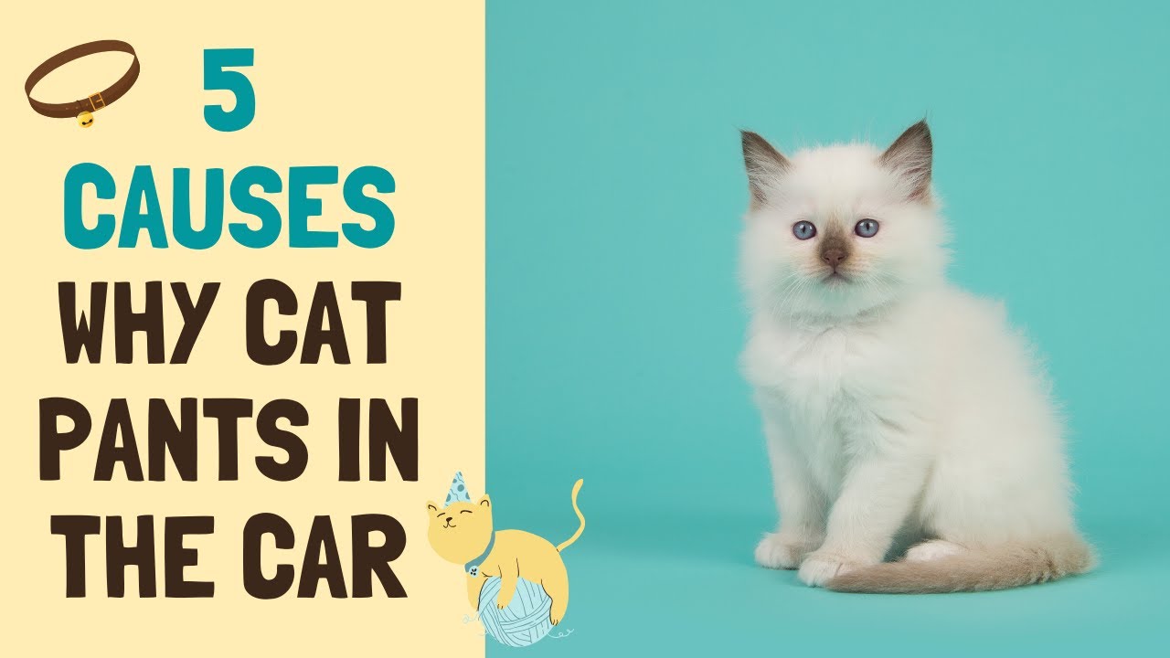 Why Does Cat Pant in the Car?