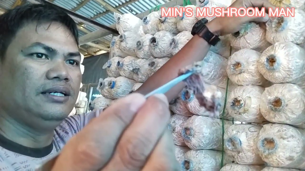 Paano mag alaga ng mushroom fruiting bags#tutorial#minsmiraculousmushroom#minsmushroomman