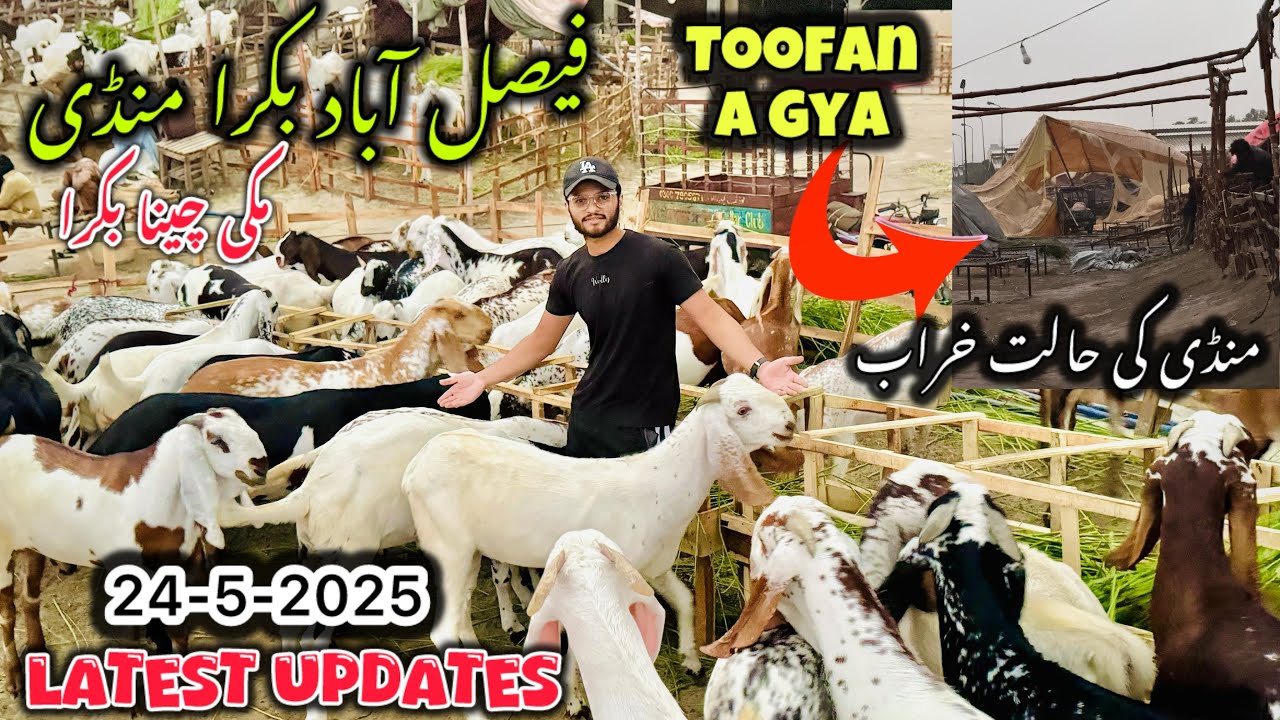 Mandi mein toofan a gya | Faisalabad Bakra Mandi Latest update | 24-5-2025 | Makki cheena Bakra