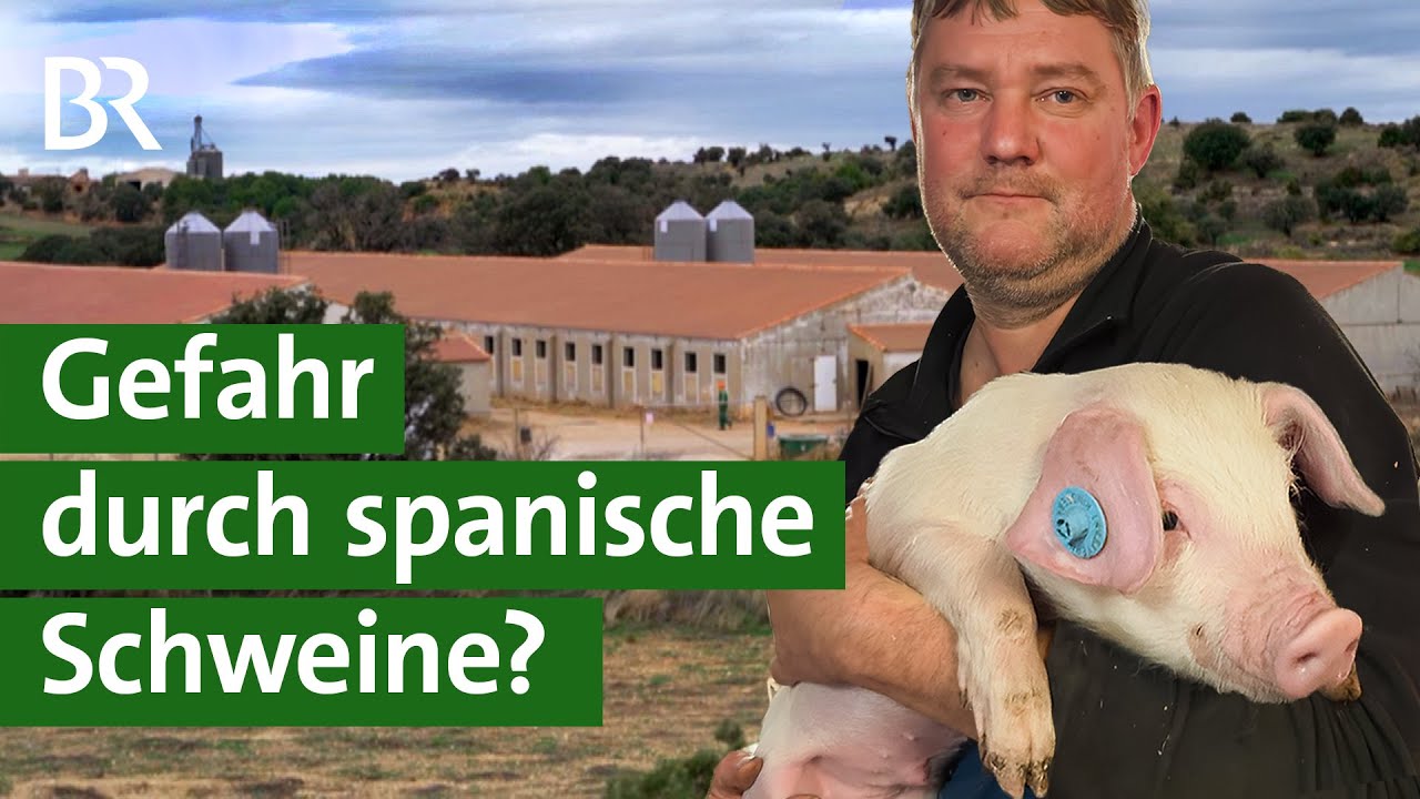 Deutsche Bauern ohne Zukunft? Das Geschäft mit dem spanischen Billigfleisch | Unser Land | BR