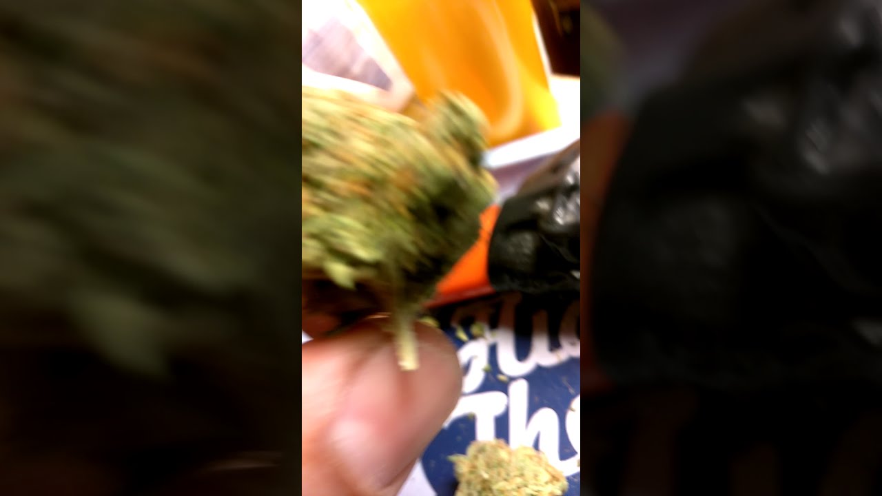 Best OG Kush in L.A. ⛽🚀