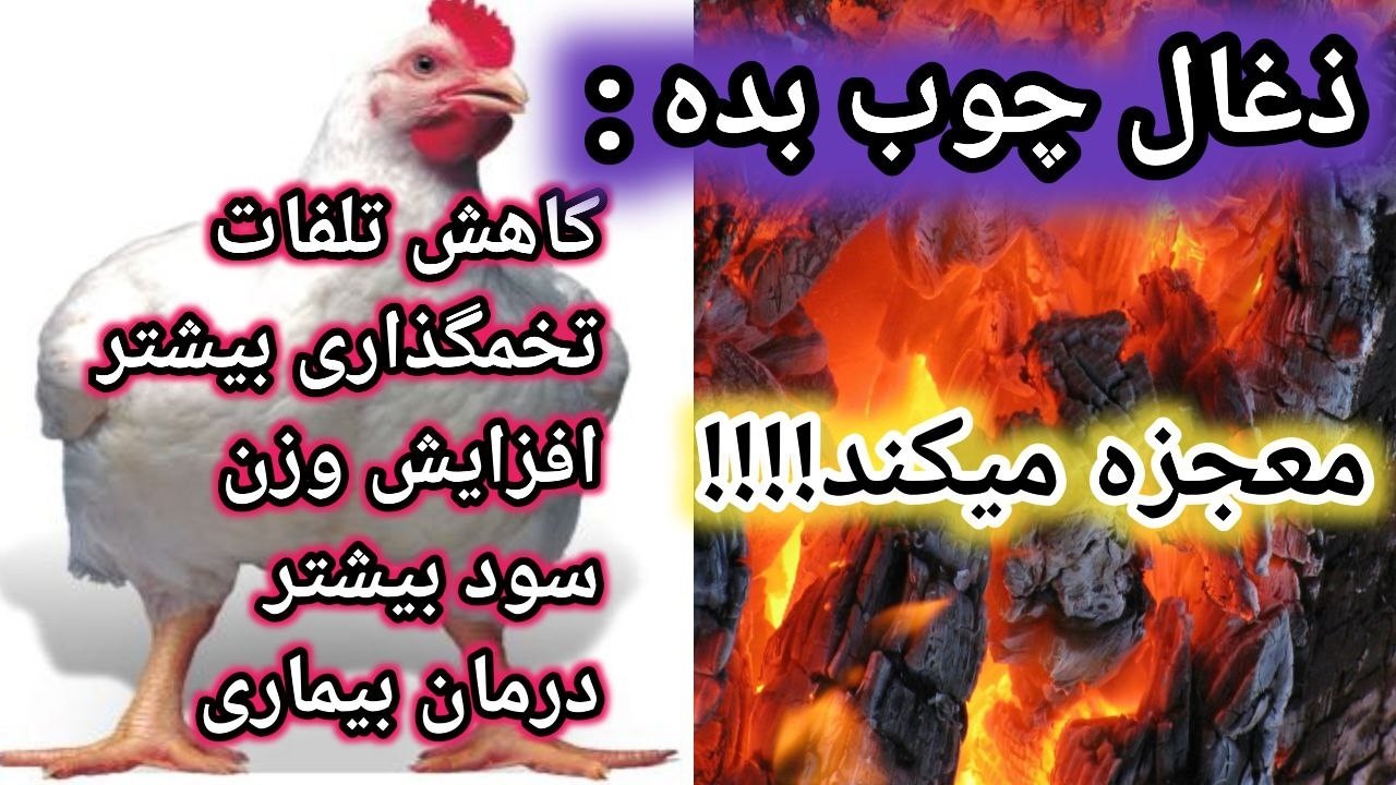 تخمگذاری بیشتر با مصرف ذغال , کاهش تلفات با مصرف ذغال , افزایش وزن با مصرف ذغال , کاهش ضریب تبدیل