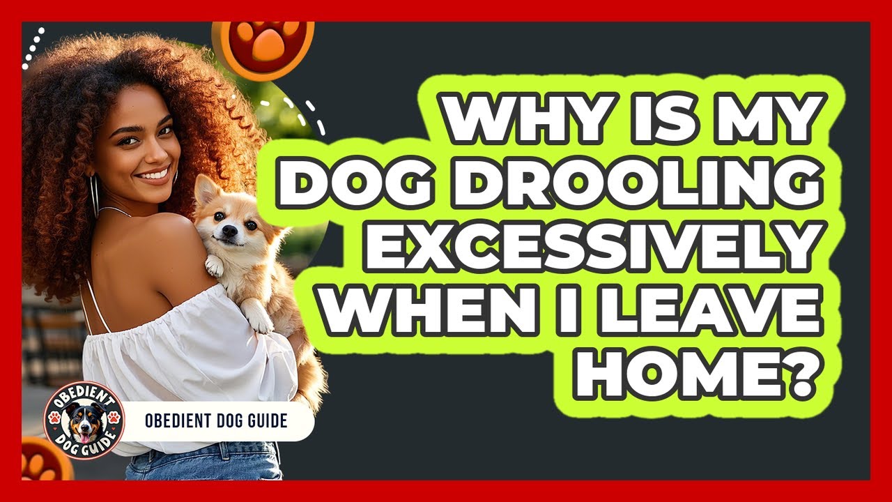 Why Is My Dog Drooling Excessively When I Leave Home? - Obedient Dog Guide