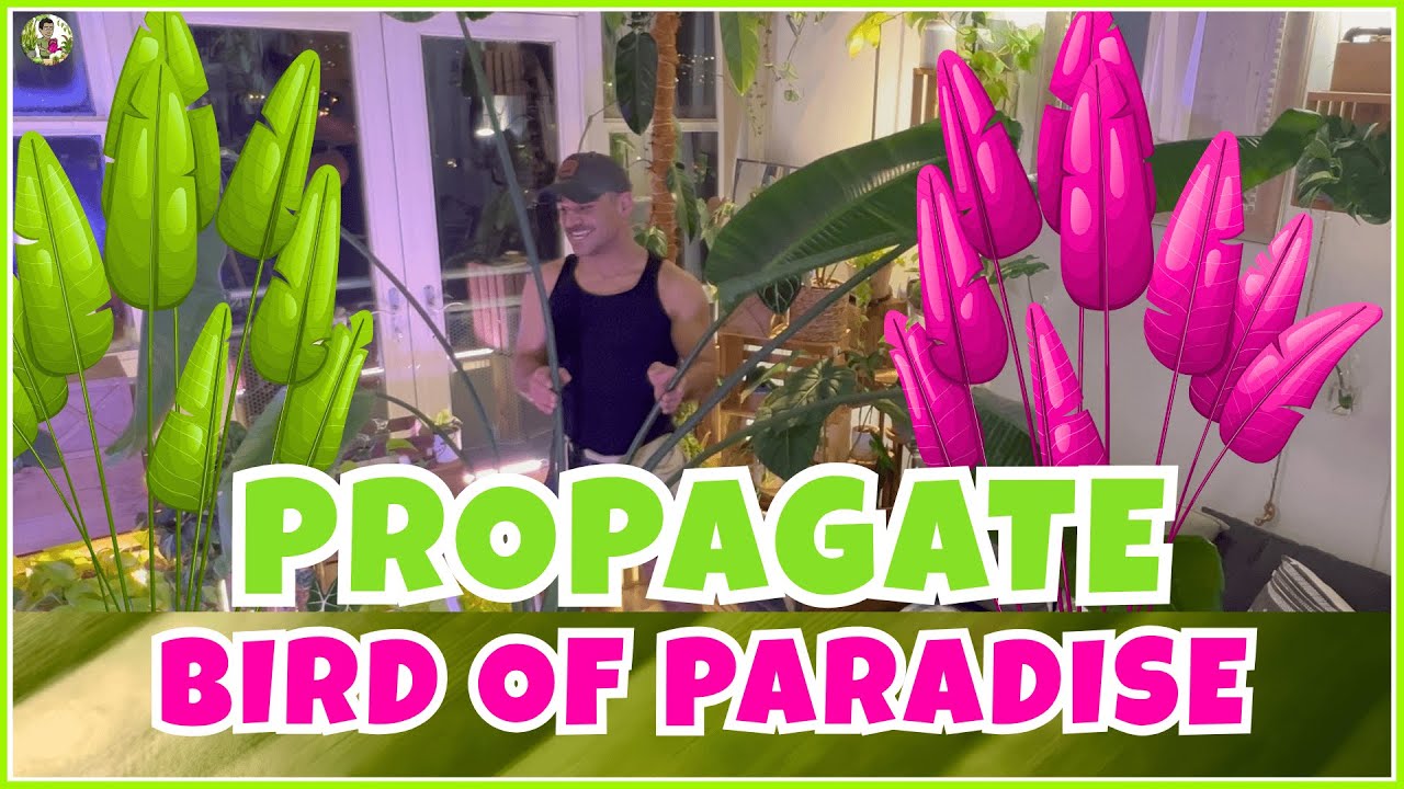 Ultimate Guide to Growing LARGE Bird of Paradise Plants Indoors 🏡✨🌿