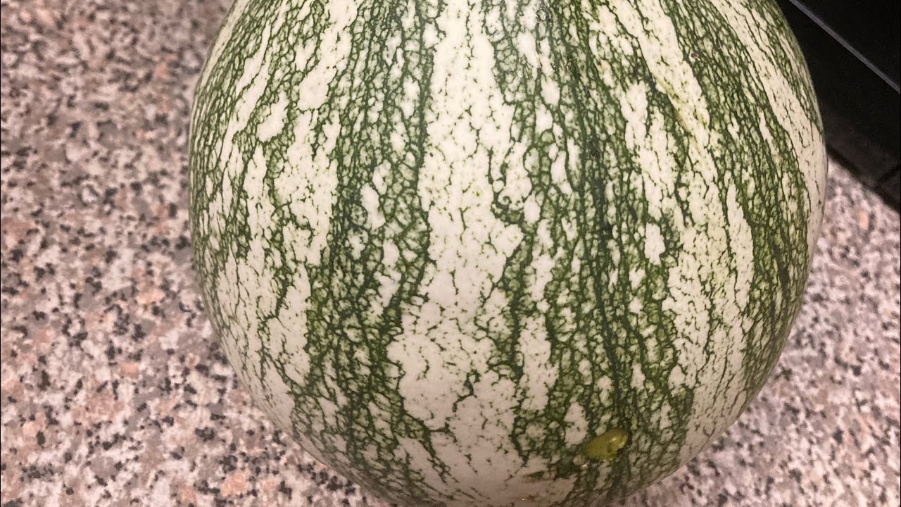 How to process cushaw squash #growingwithhudson #cushawsquash #growyourown