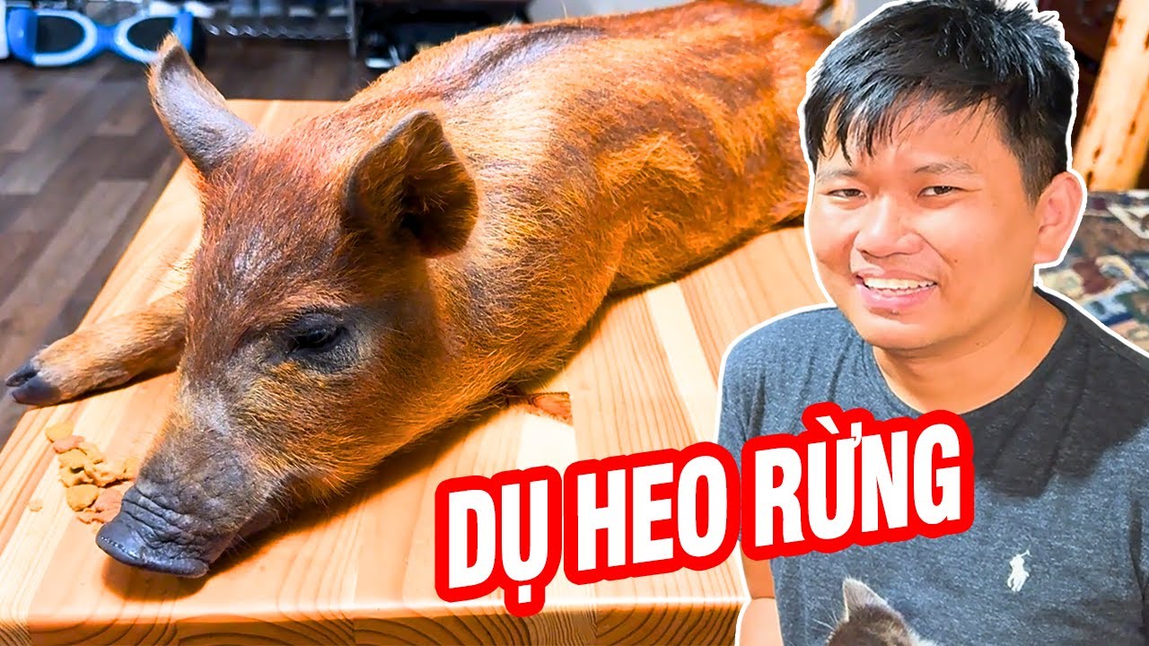 Vương Phạm Liều Mình Dụ Bầy Heo Rừng Con Vô Lưới