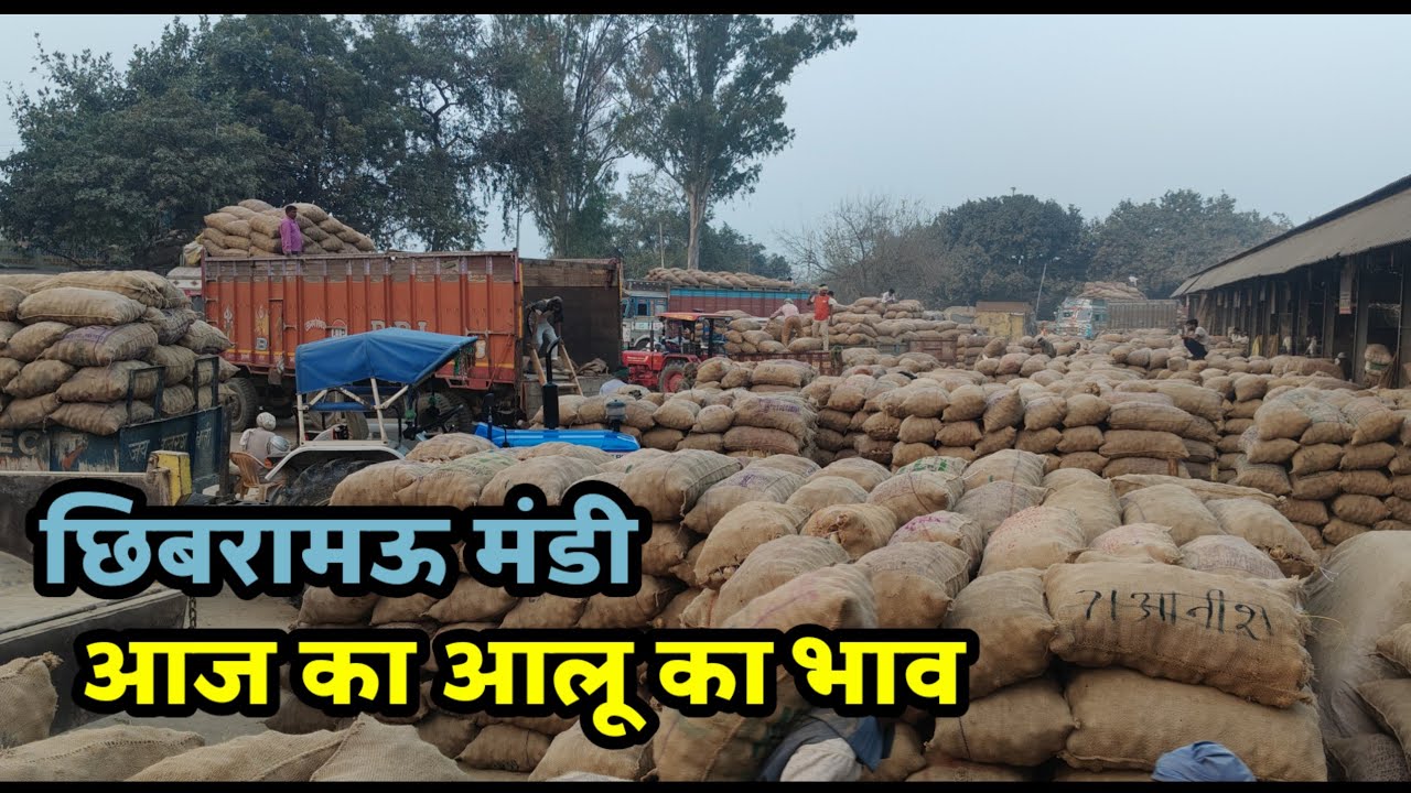 आज का आलू का भाव छिबरामऊ मंडी || Chhibramau Mandi Aaj Ka Aalu ka bhav 