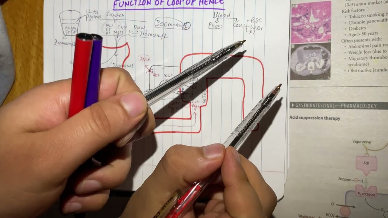 LOOP OF HENLE FUNCTION | RENAL SYSTEM | Urdu/Hindi