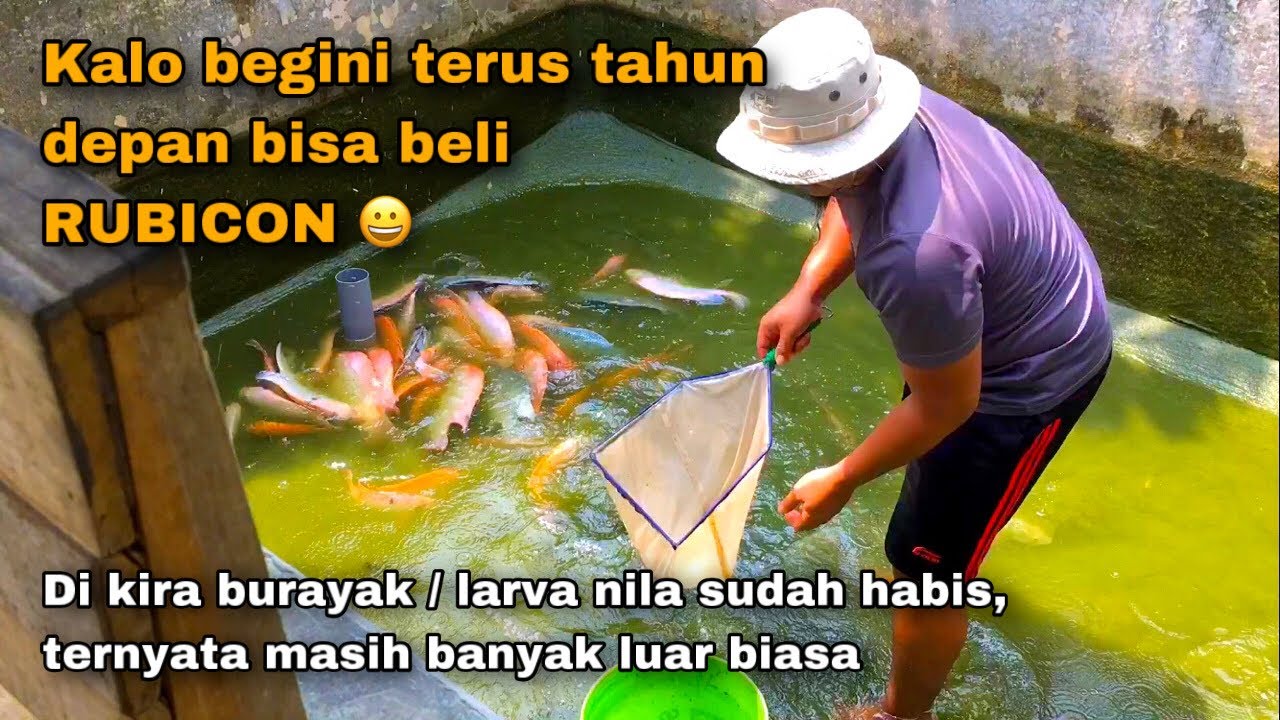 PANEN BURAYAK / LARVA NILA DI KOLAM PEMIJAHAN INDUKAN NILA BABON SUPER JUMBO - PEMBIBITAN IKAN NILA