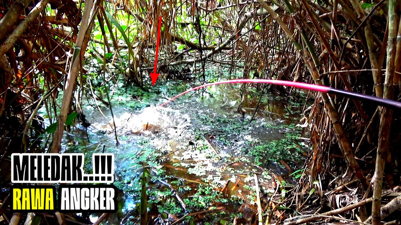 EKSTRIM...!!! Berulang-Ulang Joran Pancingku Menahan Siksaan Ikan Predator Rawa Tua