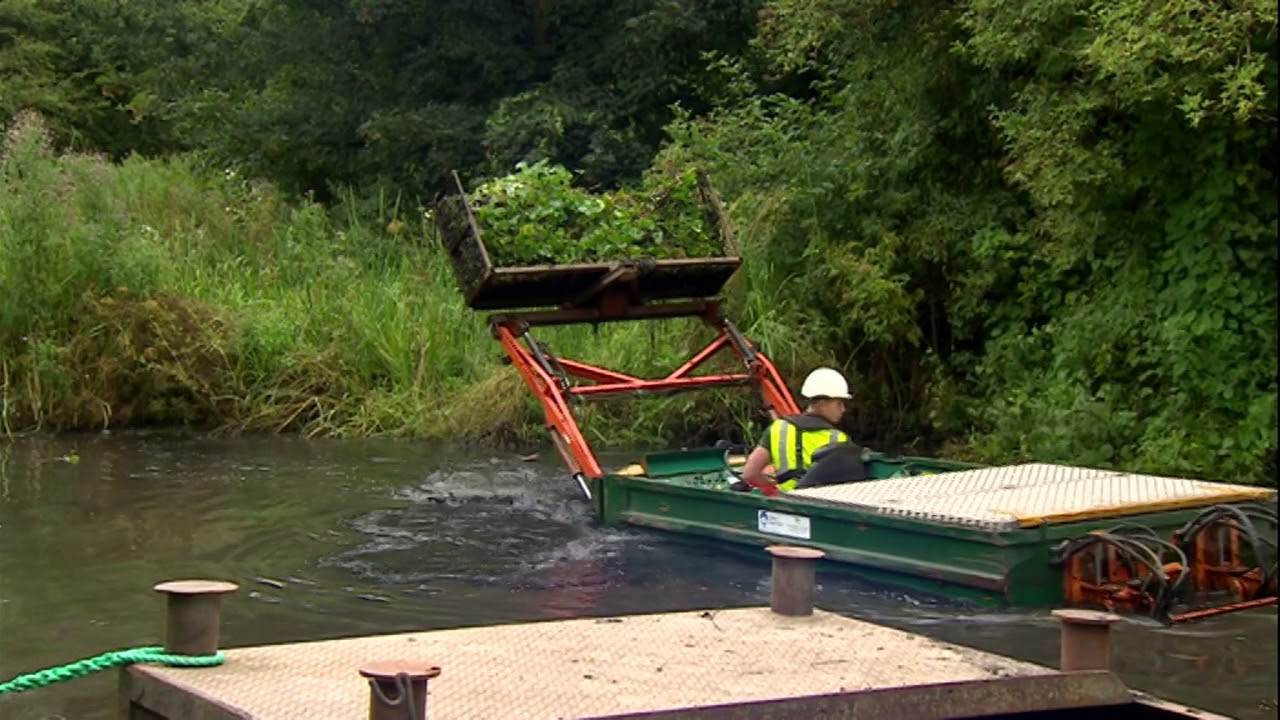 Battling invasive species and wiping them out!