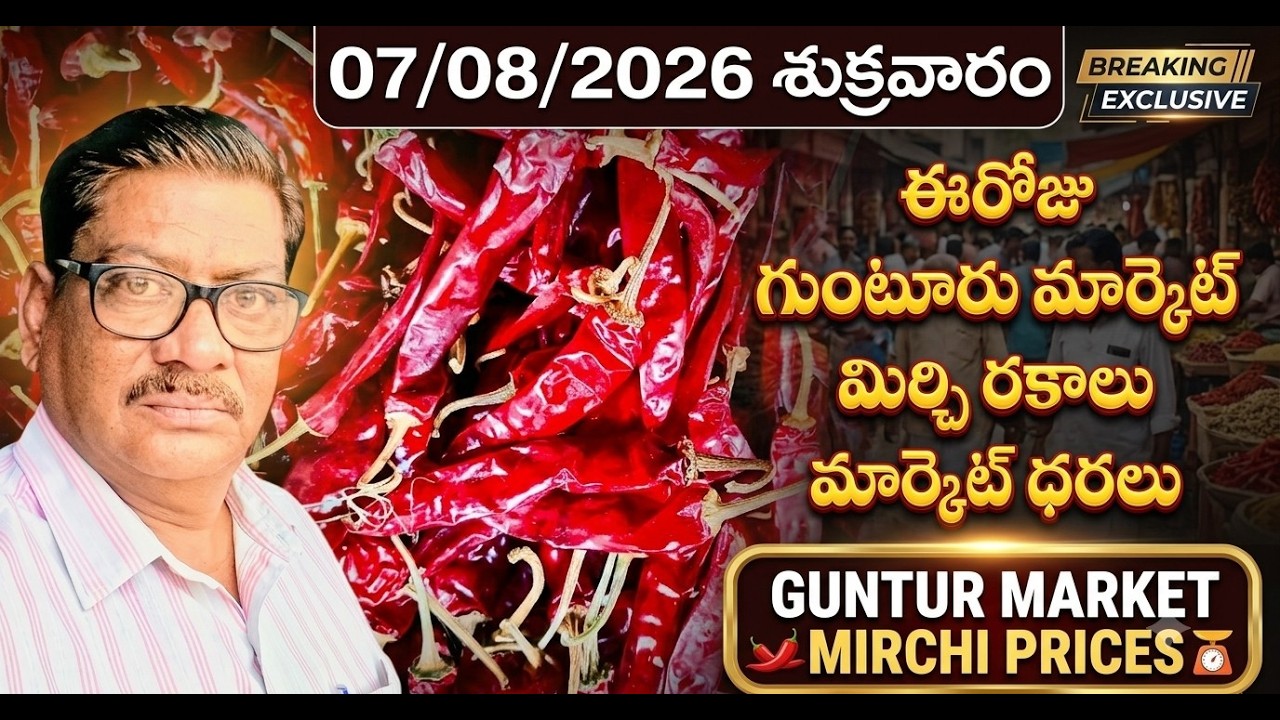 07-AUGUST-2026 GUNTUR MARKET MIRCHI PRICE|గుంటూరు  మార్కెట్ మిర్చి ధరలు|ఈరోజు ధరలు ఇలా ఉన్నాయి