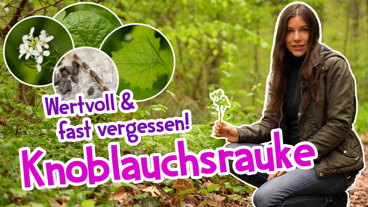 Die geheimnisvolle Kraft der Knoblauchsrauke 🌿 Entdecke wie wertvoll sie ist! #garten #wildkr&auml;uter