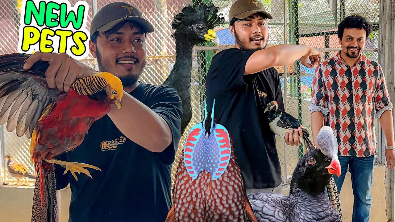 Pheasant এসেছে ছাদে অনেক অপেক্ষার পর 🥰