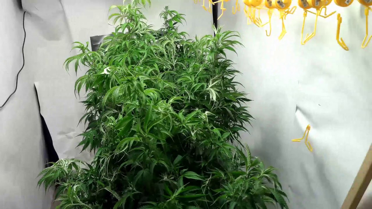 Flapjacks strain defoliate and lollipop to prepare for SCROG