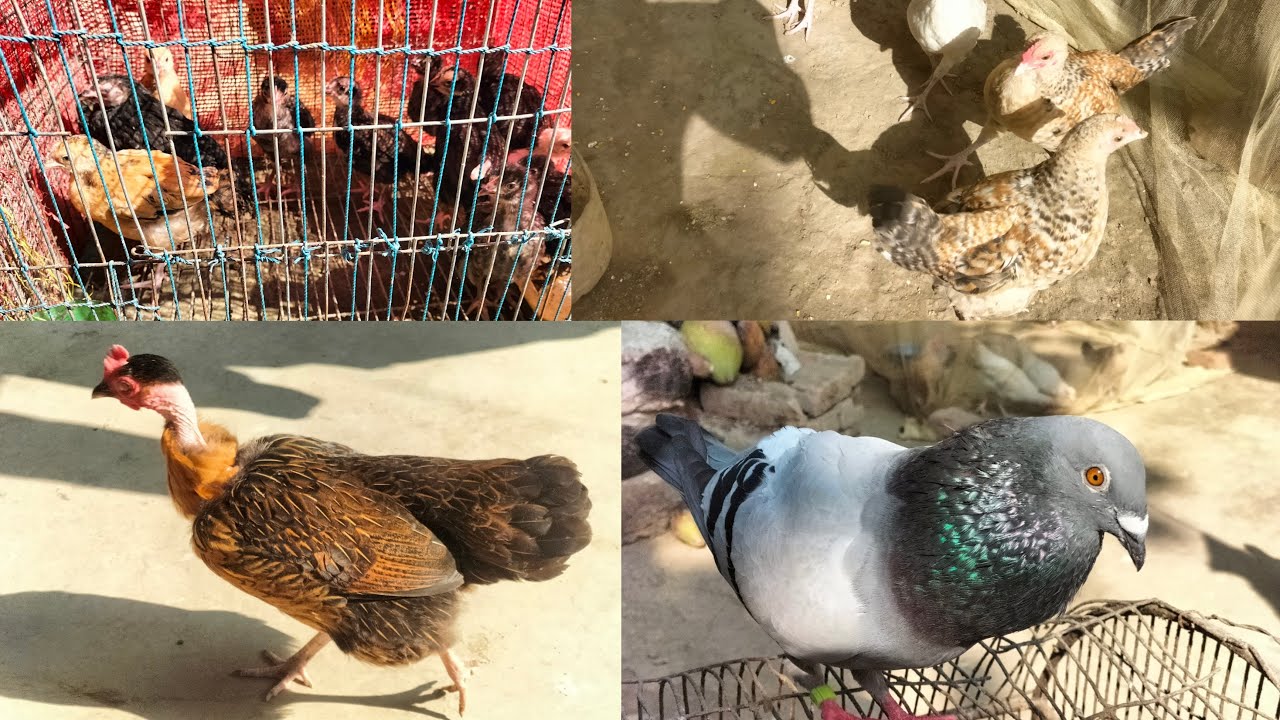 অনেক দিন পর মুরগি গুলোকে রোদে দিলাম 🐓