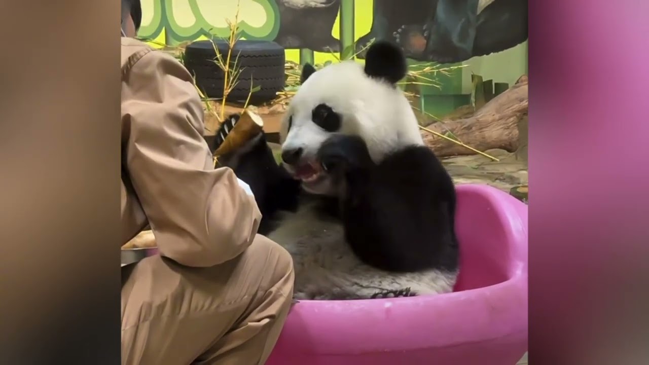 妹珠好聰明，很配合飼養員檢查小腳，妹珠坐在豬兜裡開心心吃筍筍#熊貓妹珠 #熊貓萌萌 #熊貓妹豬 #panda #cutepanda 