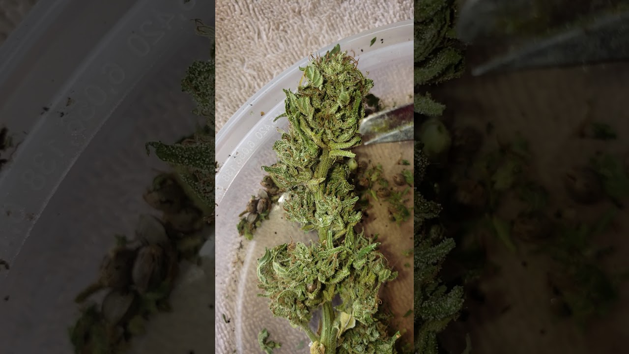 Hermaphrodite Weed . Brad's Buds.