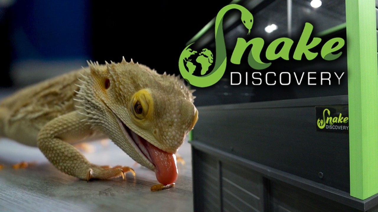 Компания Snake Discovery прислала мне свой новый террариум. Давайте обустроим мою бородатую агаму!