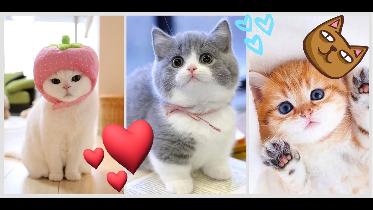 THE Funniest cats and kittens ever! Best moments! Best COUB 2024 #1 #animals #cats #funny